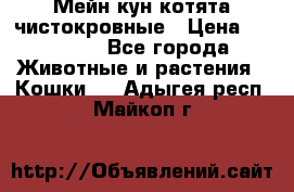 Мейн-кун котята чистокровные › Цена ­ 25 000 - Все города Животные и растения » Кошки   . Адыгея респ.,Майкоп г.